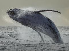 Whale Watch Perth (Winter)