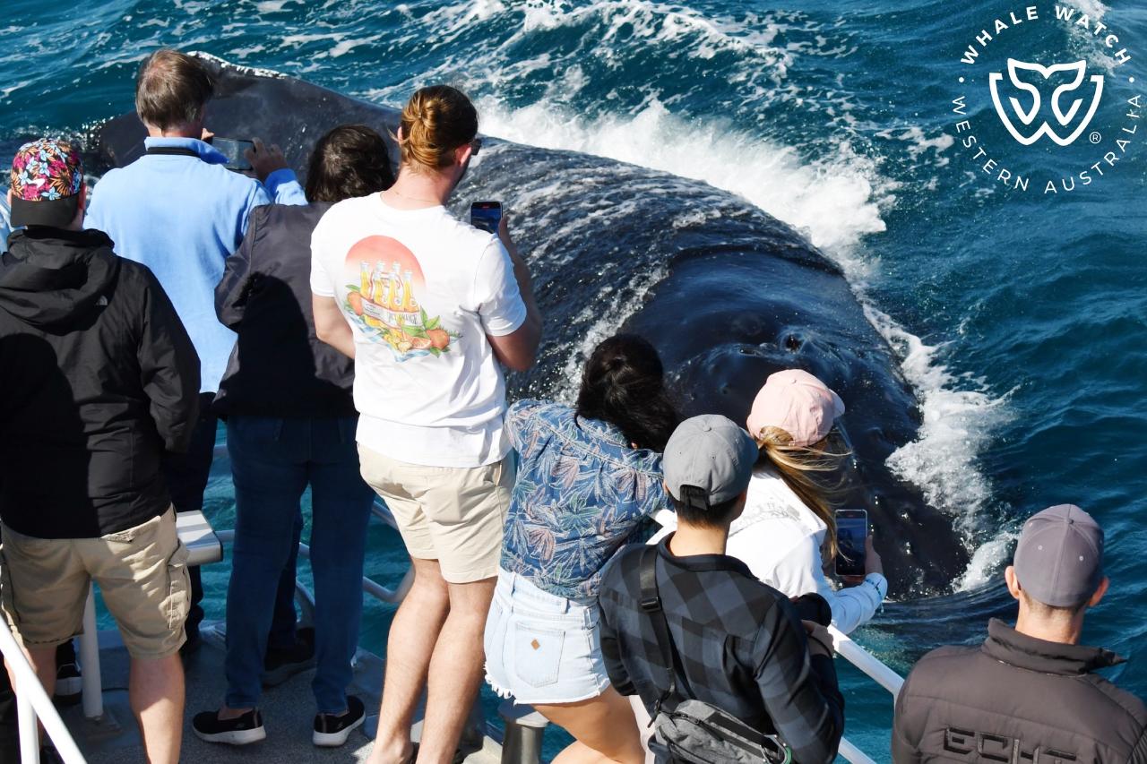 Whale Watch Perth