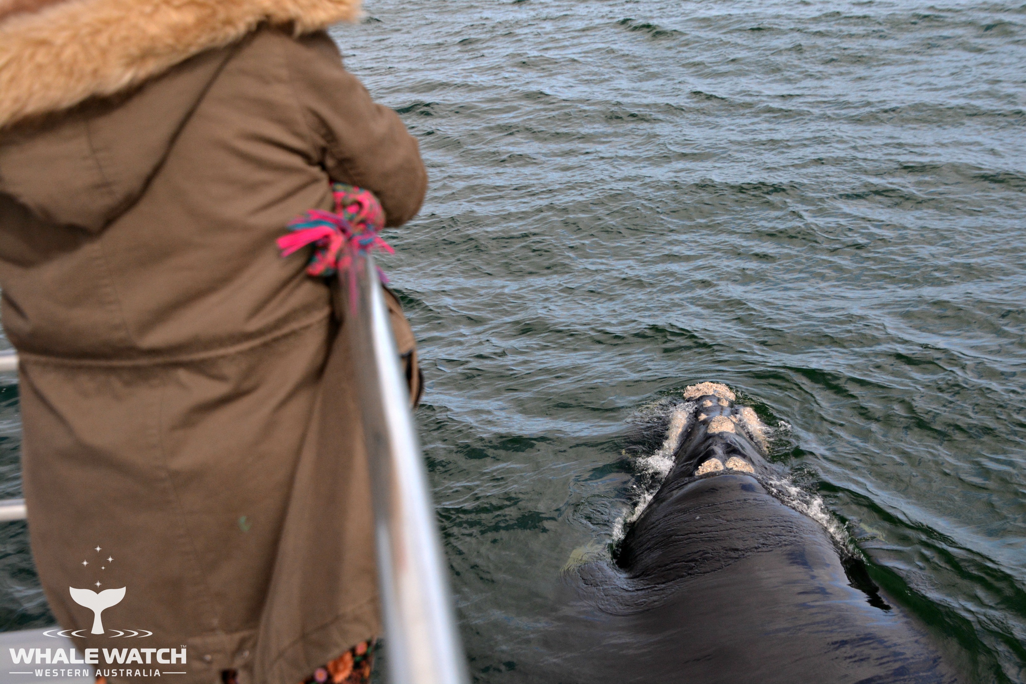Whale Watch Experience ~ VIP Captains Lounge ~ AUGUSTA