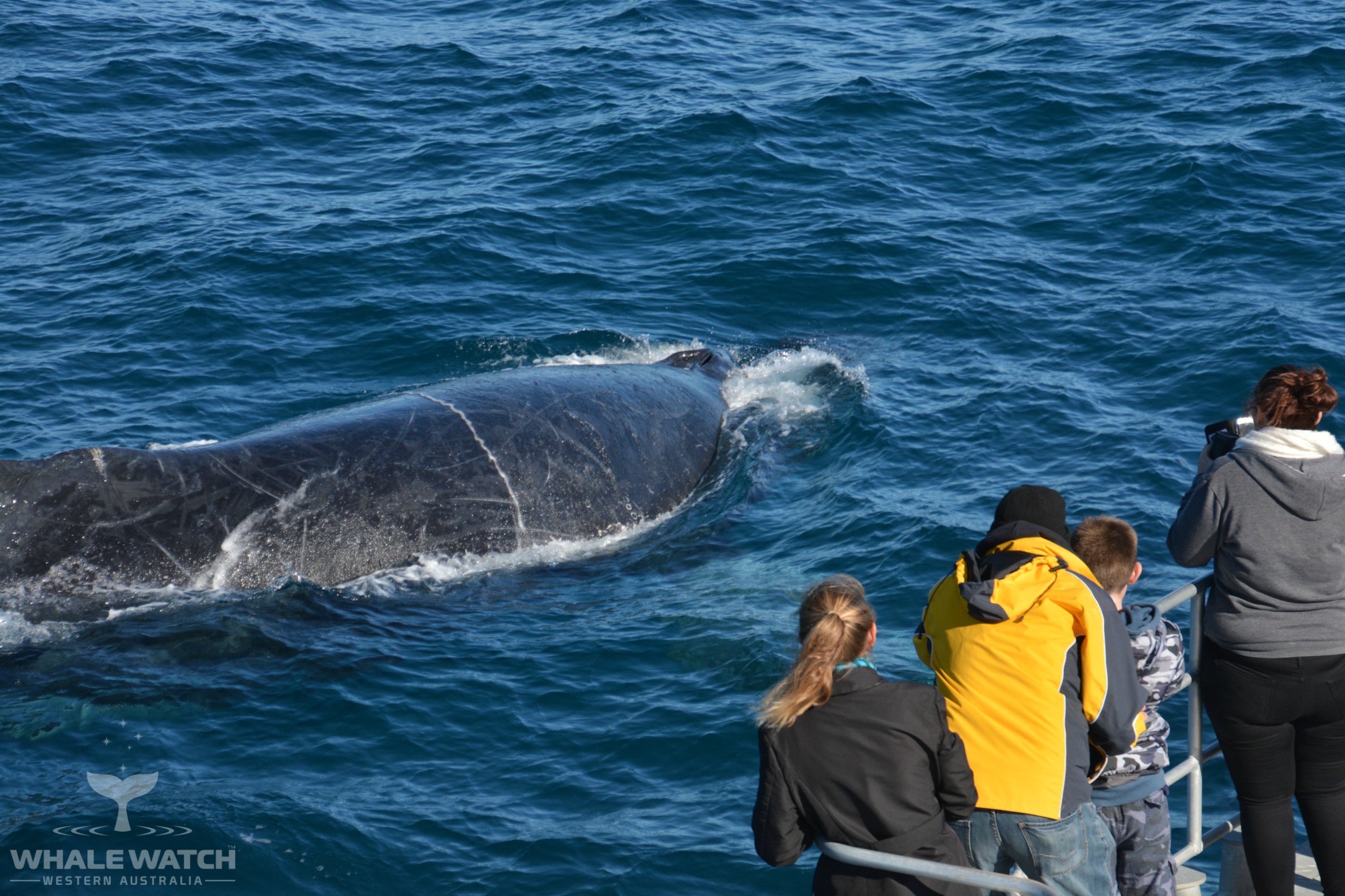 Whale Watch Experience ~ VIP Captains Lounge ~ PERTH