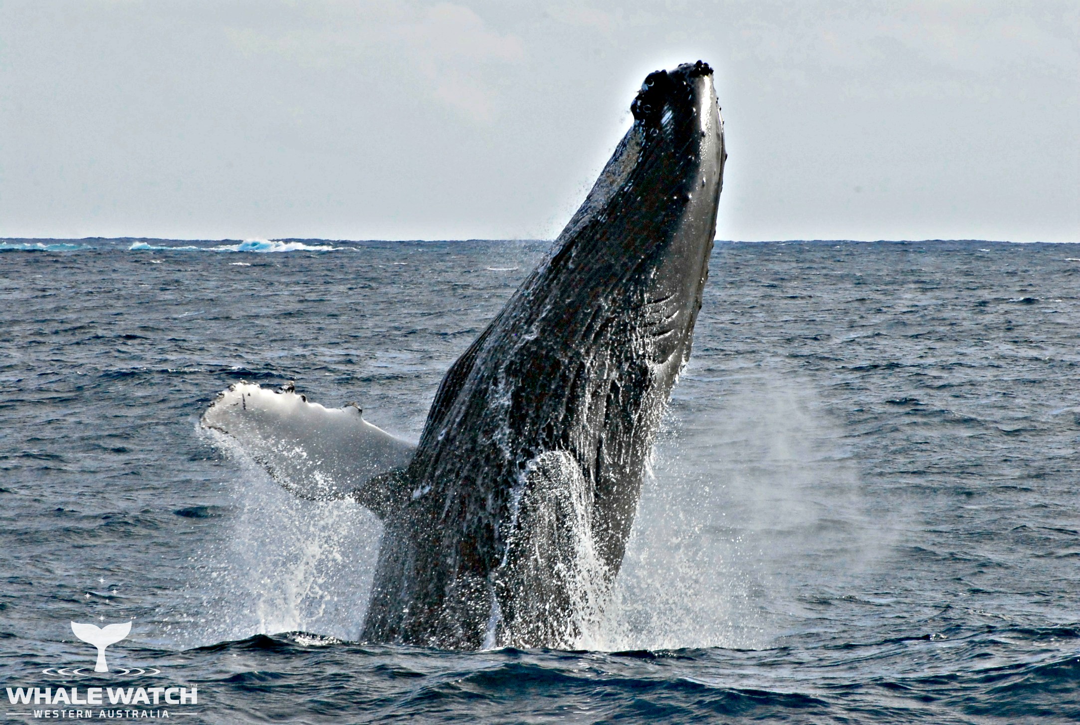 Whale Watch Experience ~ VIP Captains Lounge ~ AUGUSTA