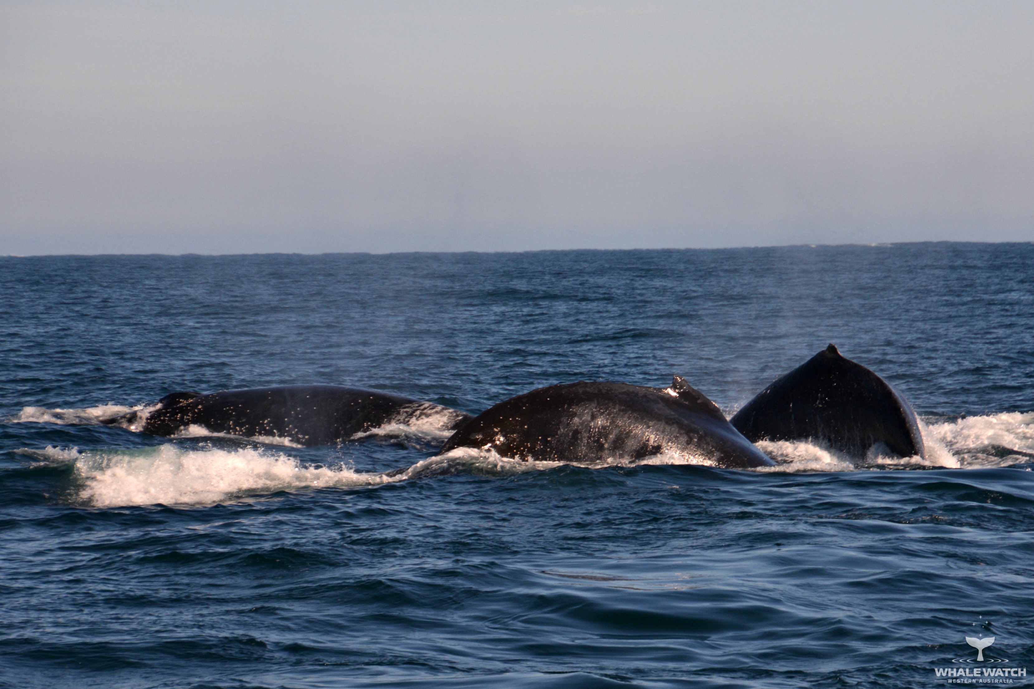 Whale Watch Experience ~ VIP Captains Lounge ~ AUGUSTA