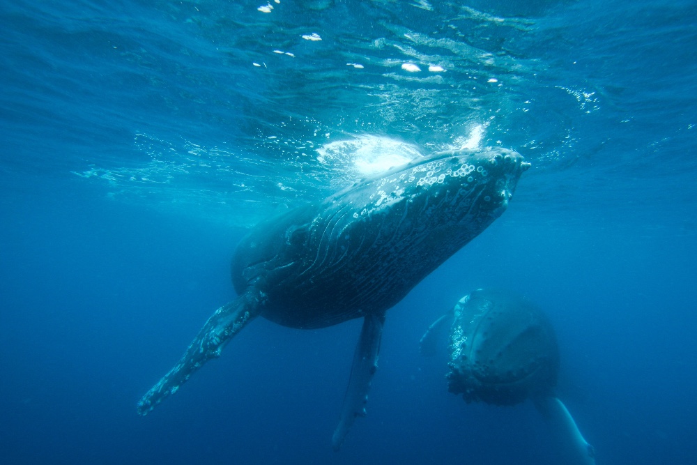 Whale Watch Perth ~ VIP Captains Lounge ~