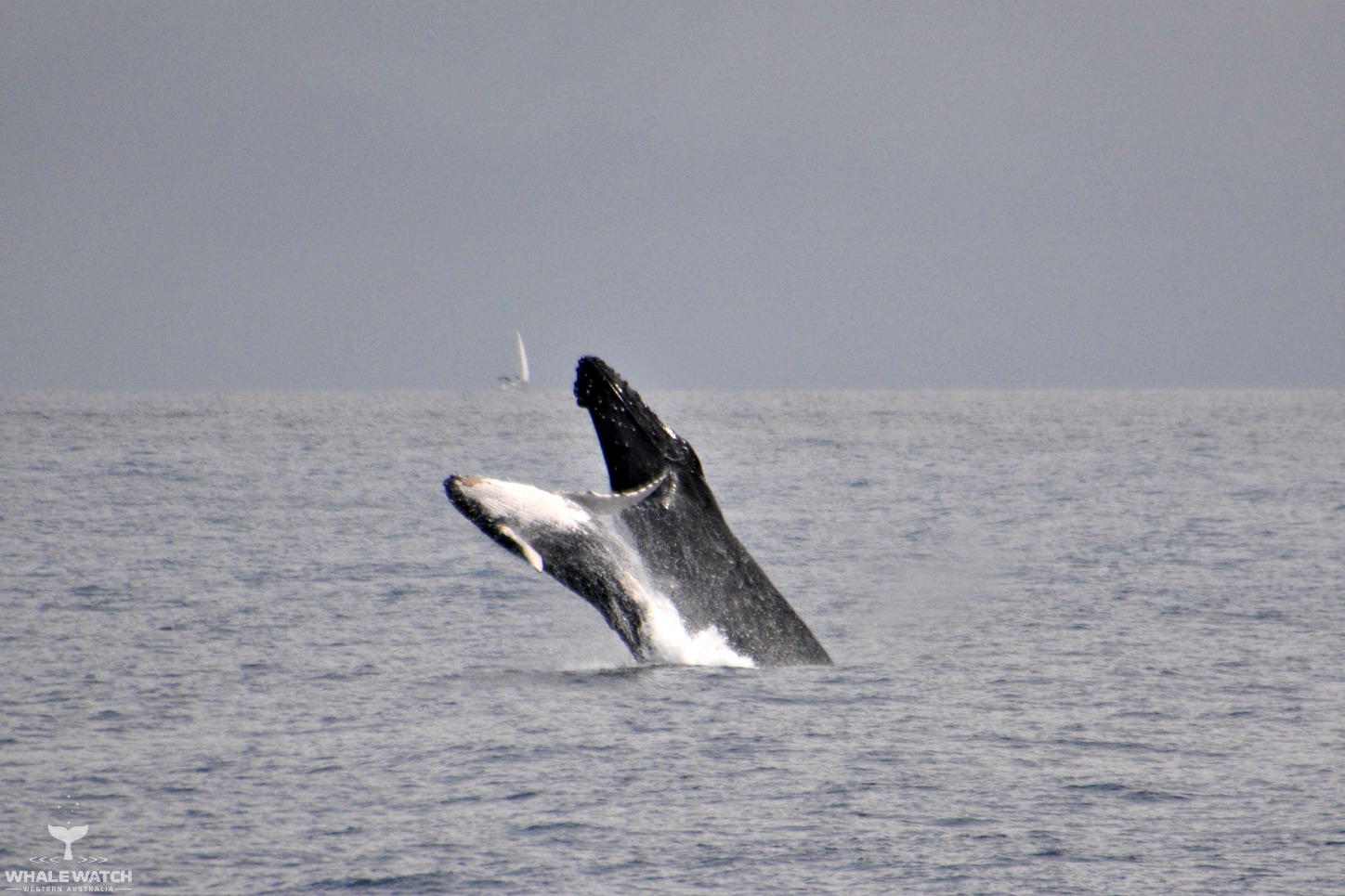 Whale Watch Experience ~ VIP Captains Lounge ~ PERTH