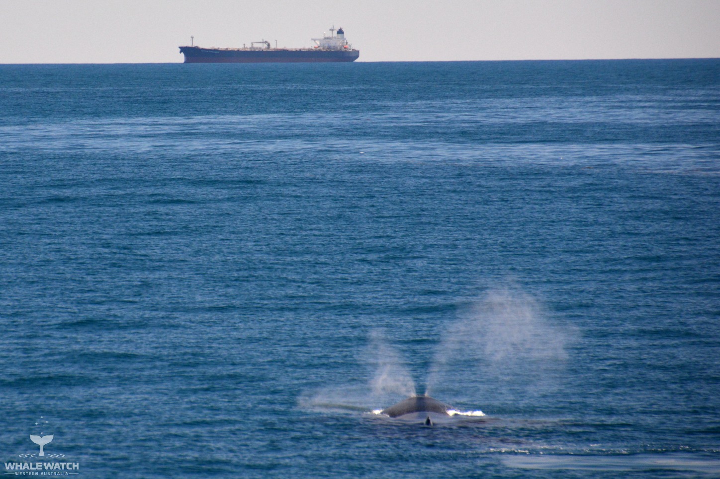 Whale Watch Experience ~ VIP Captains Lounge ~ PERTH