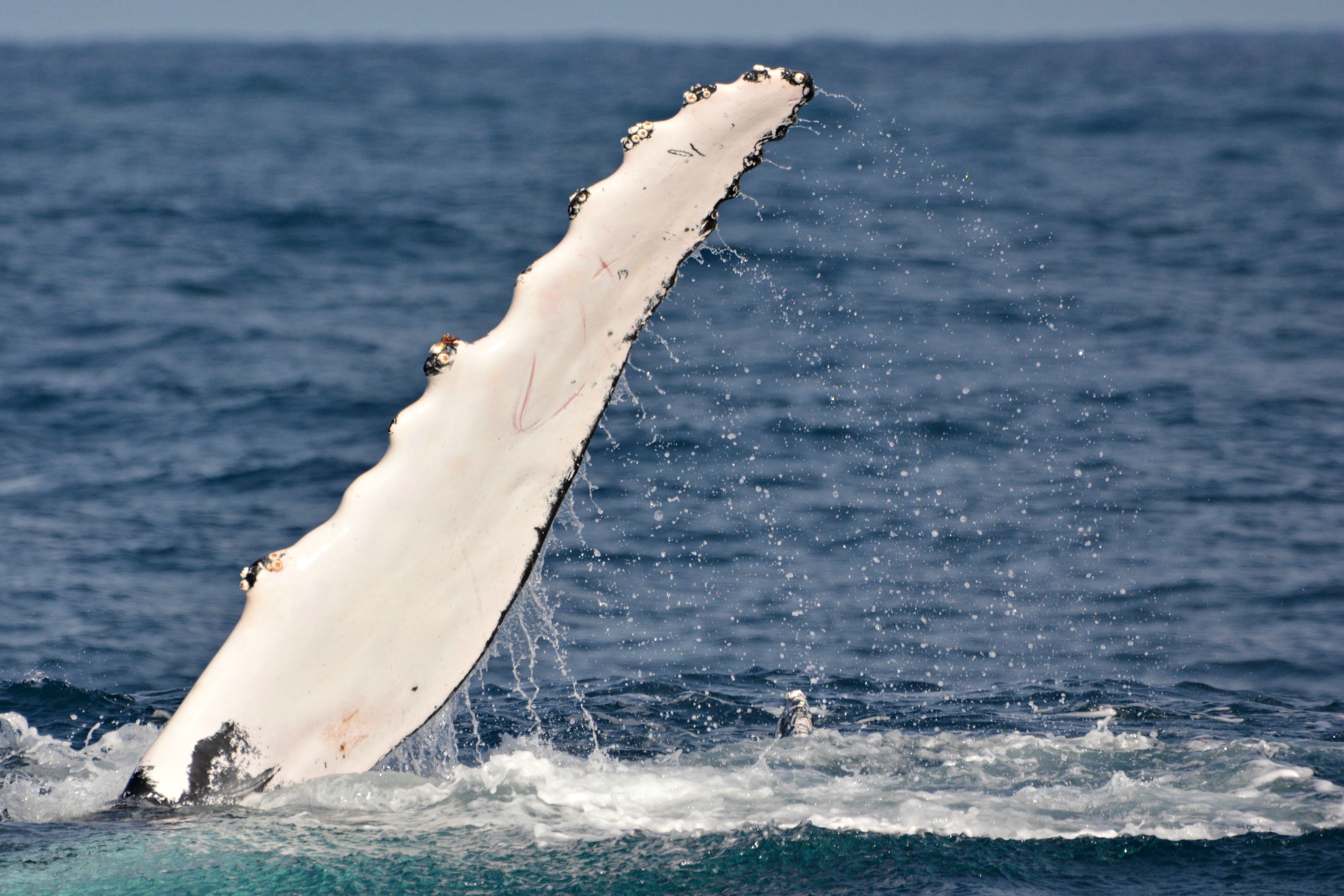 Whale Watch Experience ~ VIP Captains Lounge ~ PERTH