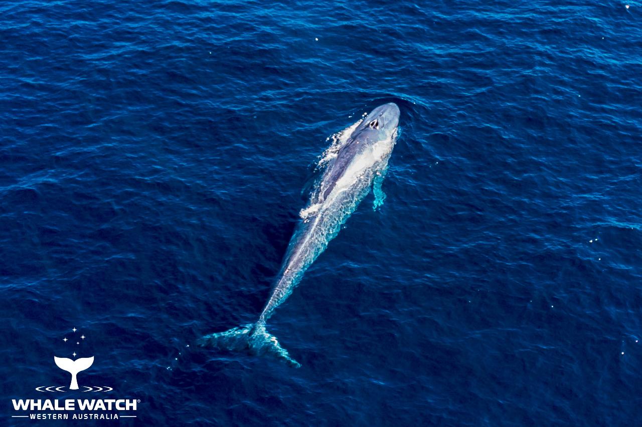 Perth Canyon Blue Whale Experience Whale Watch Western Australia Reservations