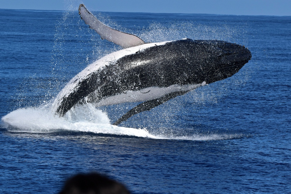 Whale Watching Perth