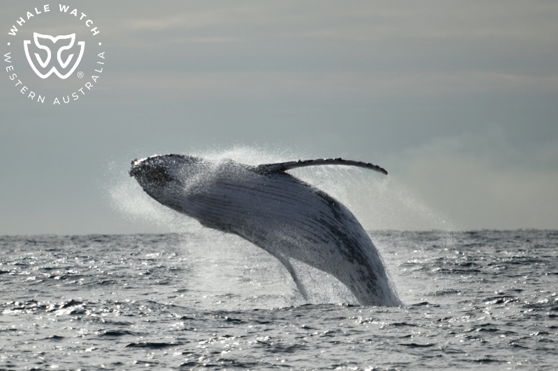 Whale Watch Perth (Winter)