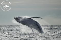 Whale Watch Perth (Winter)