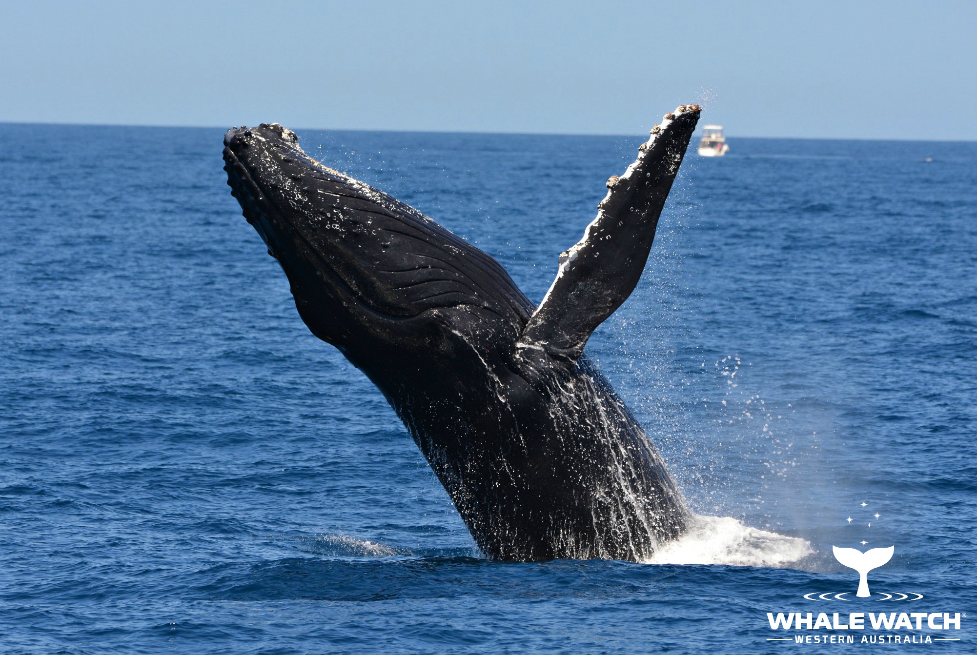 Whale Watch Experience ~ VIP Captains Lounge ~ PERTH