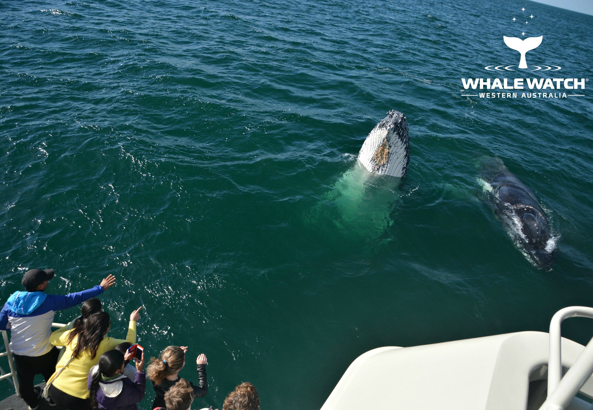Whale Watch Experience ~ VIP Captains Lounge ~ PERTH