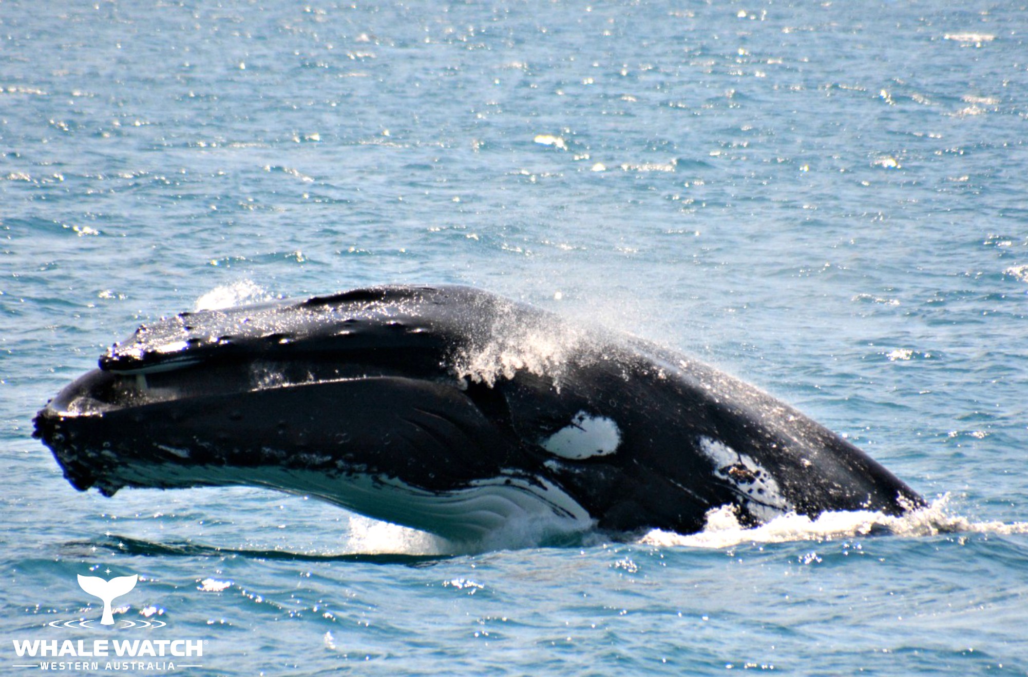 Whale Watch Experience ~ VIP Captains Lounge ~ PERTH