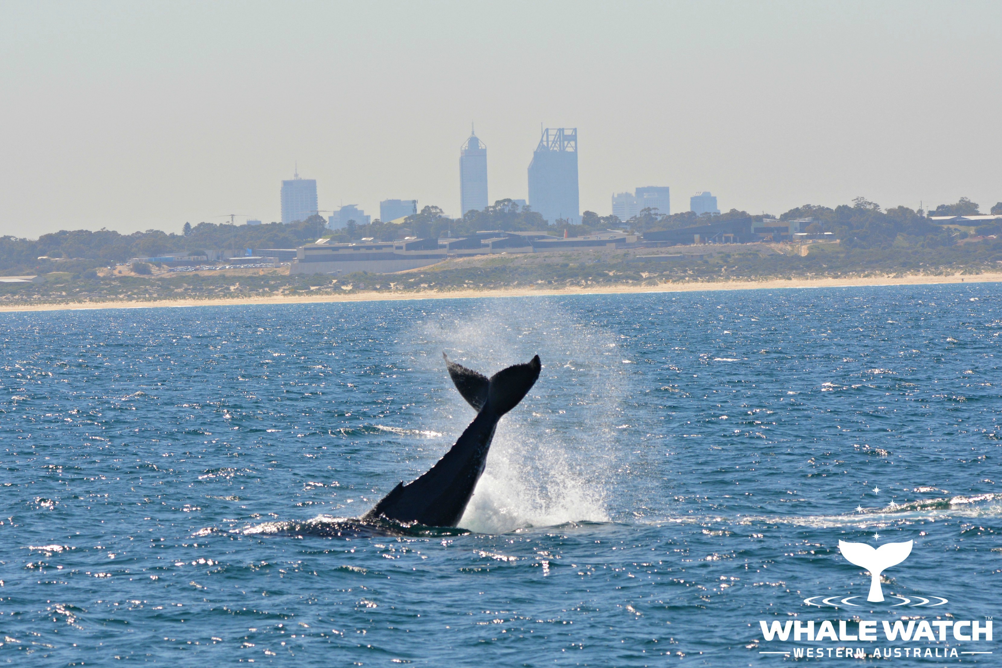 Whale Watch Experience ~ VIP Captains Lounge ~ PERTH