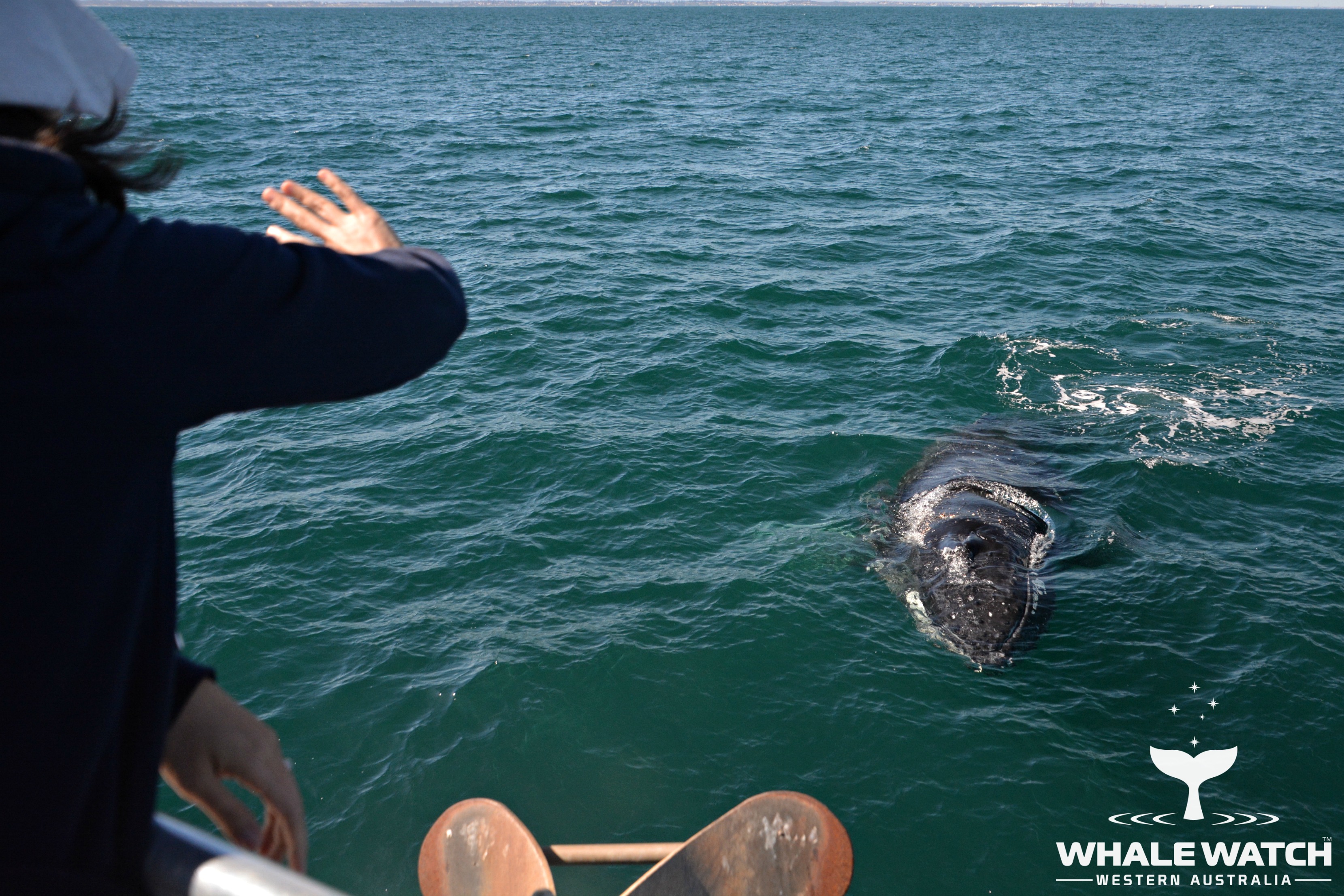 Whale Watch Experience ~ VIP Captains Lounge ~ PERTH
