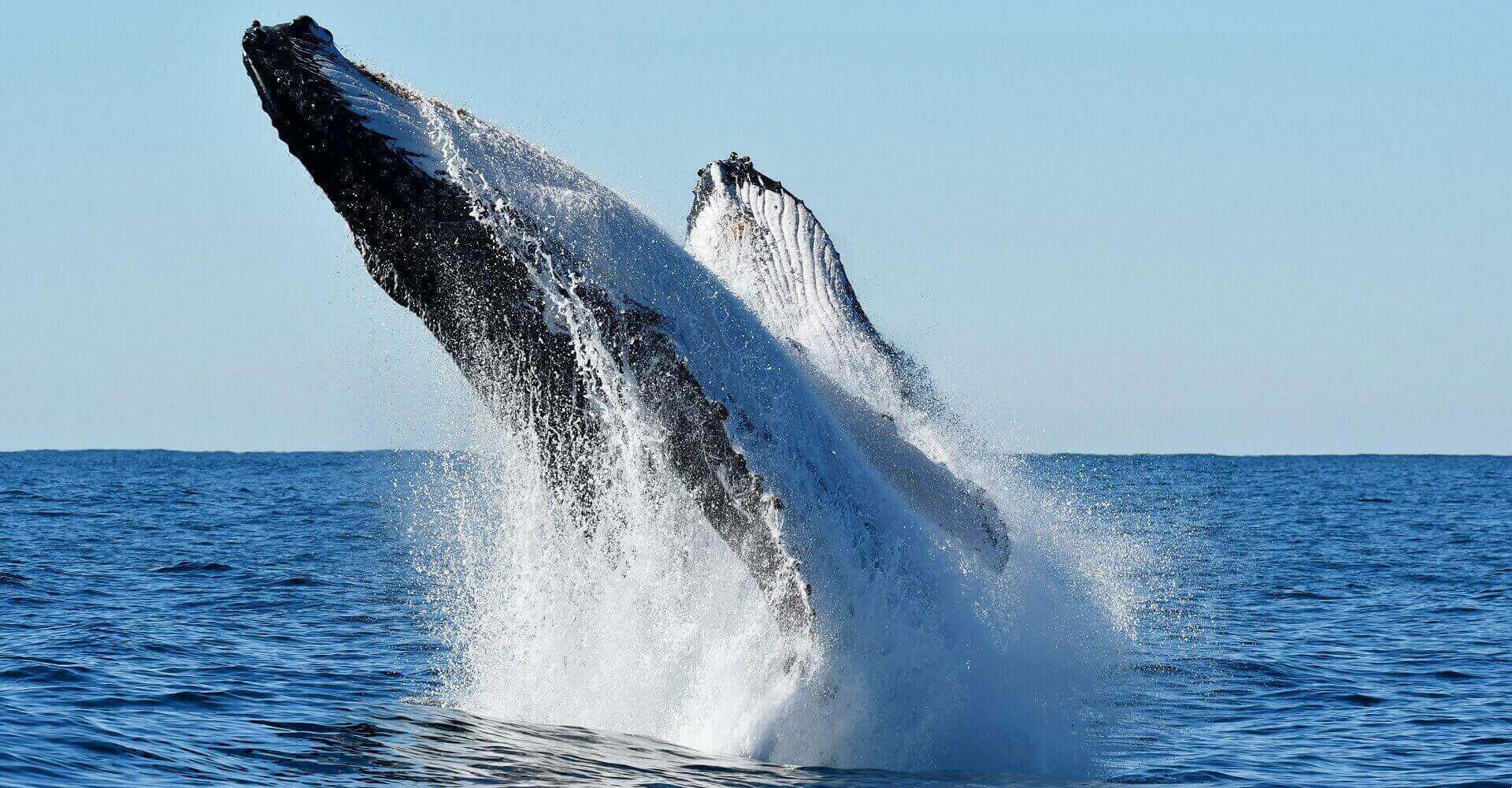 Whale Watch Perth