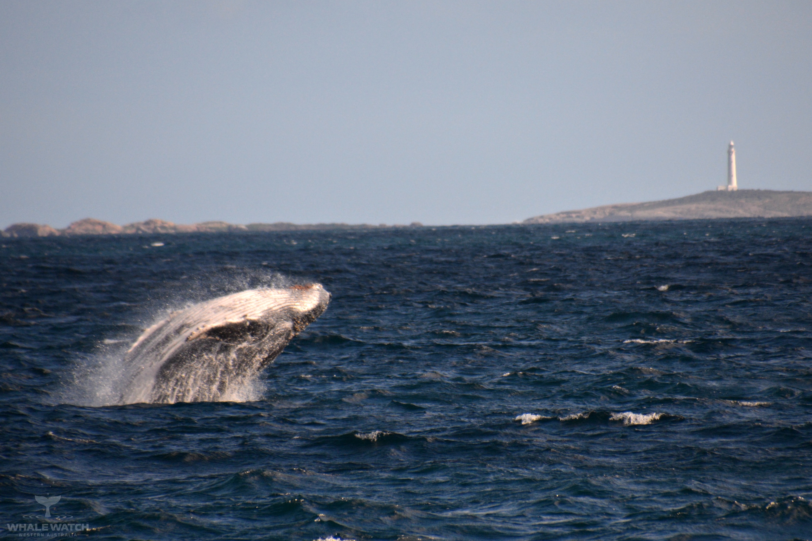 Whale Watch Experience ~ VIP Captains Lounge ~ AUGUSTA