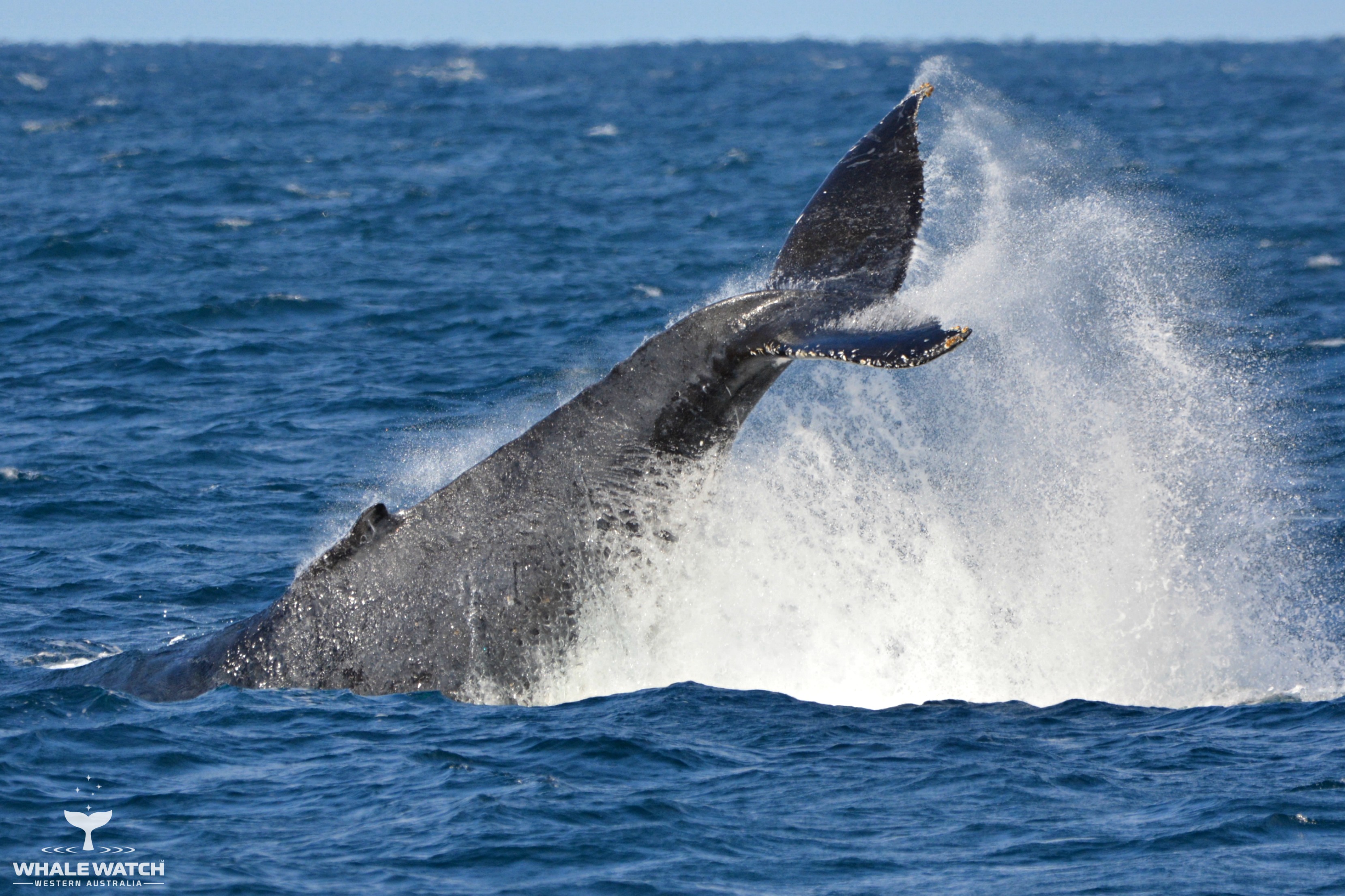Whale Watch Experience ~ VIP Captains Lounge ~ AUGUSTA