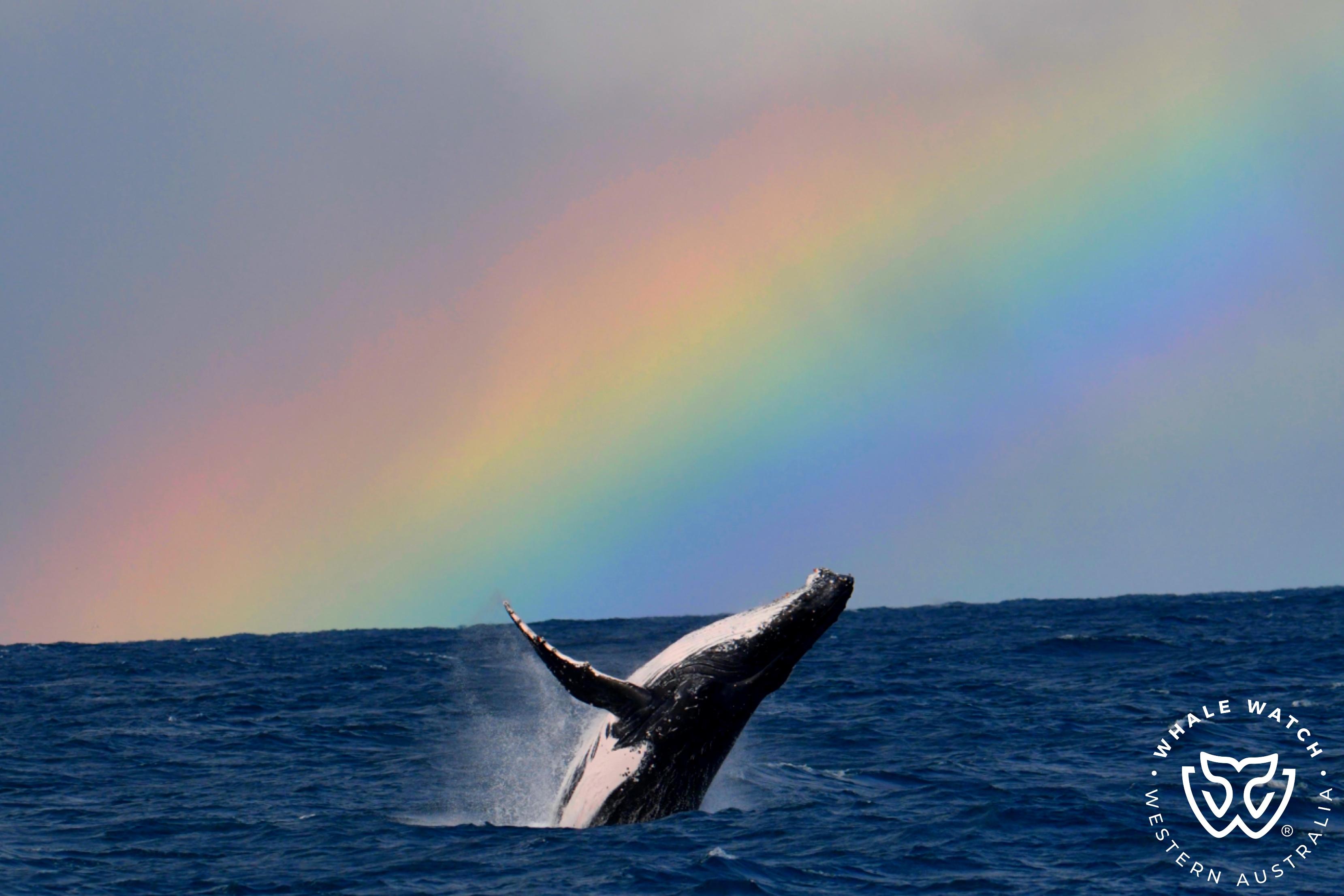 Whale Watch Perth