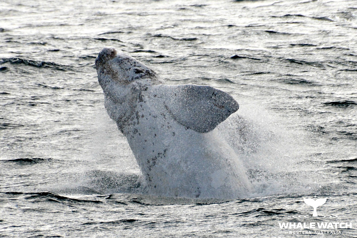 Whale Watch Experience ~ VIP Captains Lounge ~ AUGUSTA