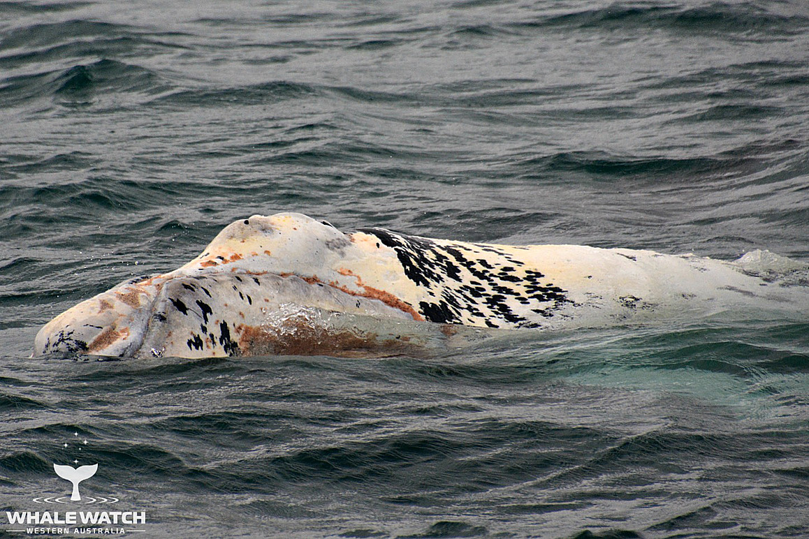 Whale Watch Experience ~ VIP Captains Lounge ~ AUGUSTA