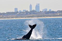 Whale Watch Perth ~ VIP Captains Lounge (Winter)