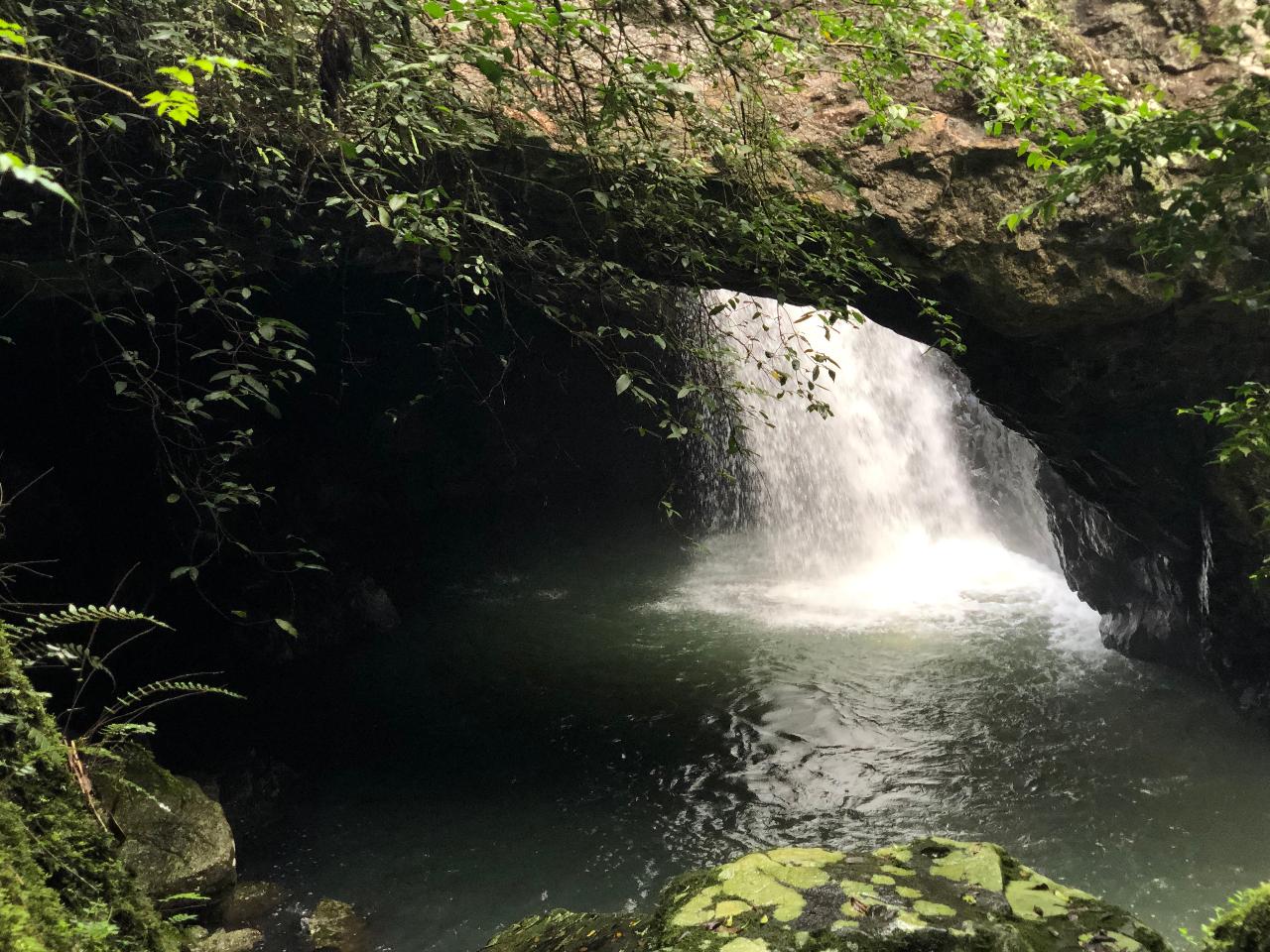 Springbrook Half Day Tour Rainforest Tours Australia Reservations