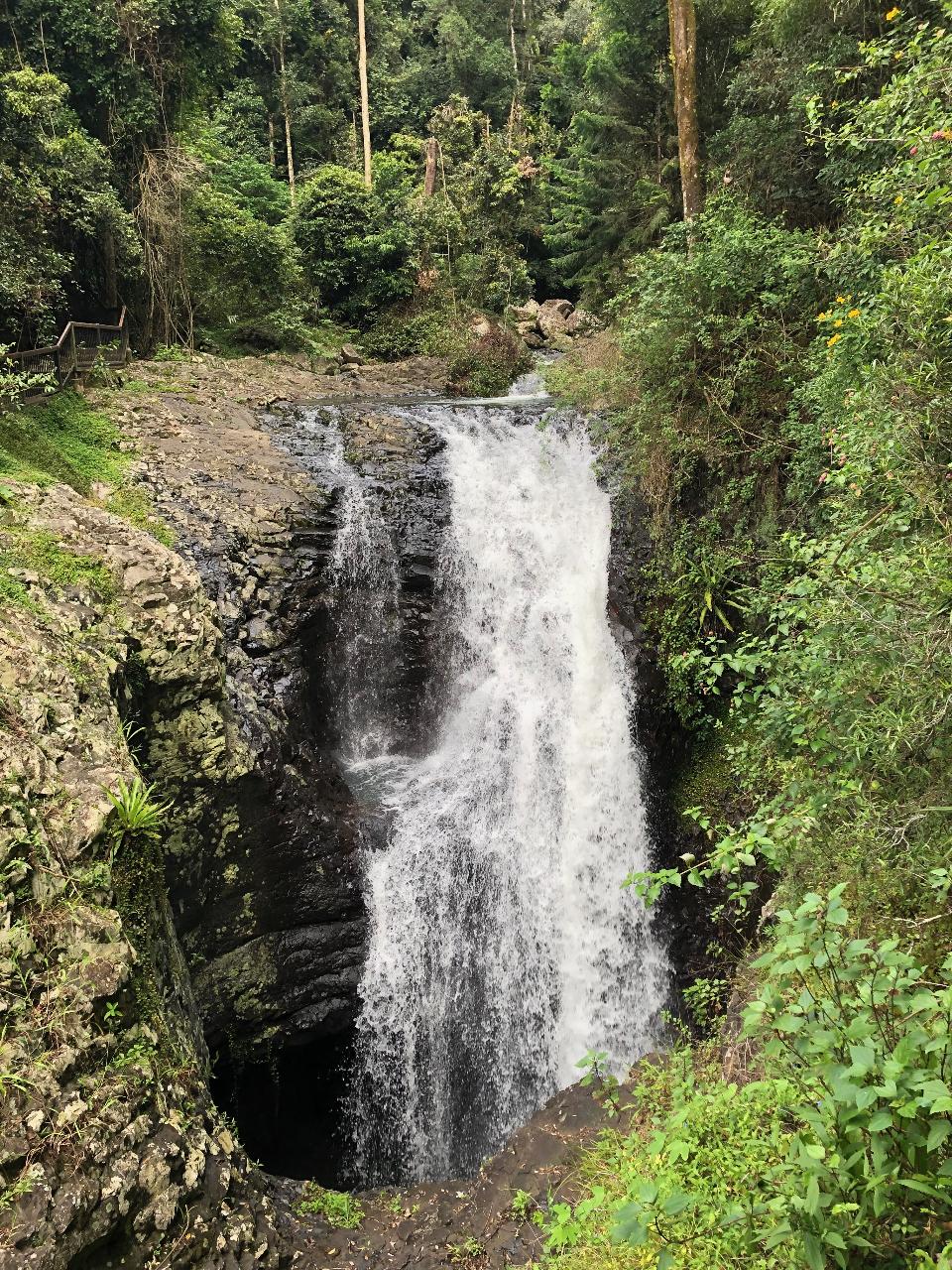 Springbrook Half Day Tour Rainforest Tours Australia Reservations