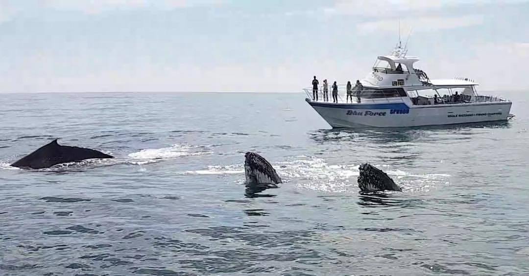 Busselton Whale Watching 1.30pm on board Dhu Force