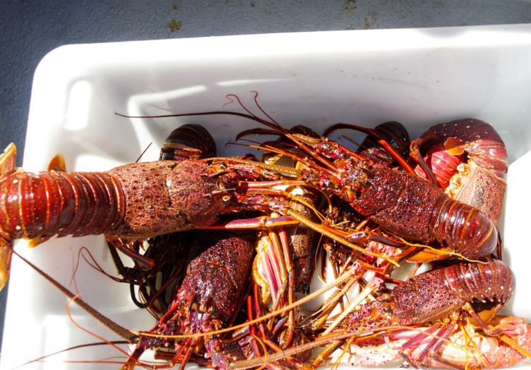 Boat Charter Tour in Abrolhos Full Day Tours