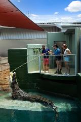 Big Croc Feed VIP Experience