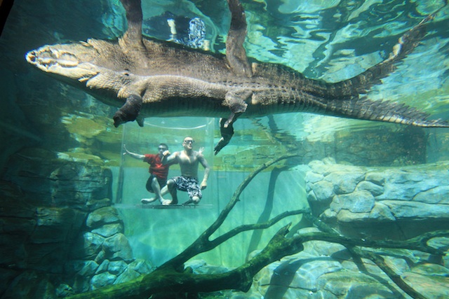 cage of death (2 pax) gift card - crocosaurus cove reservations