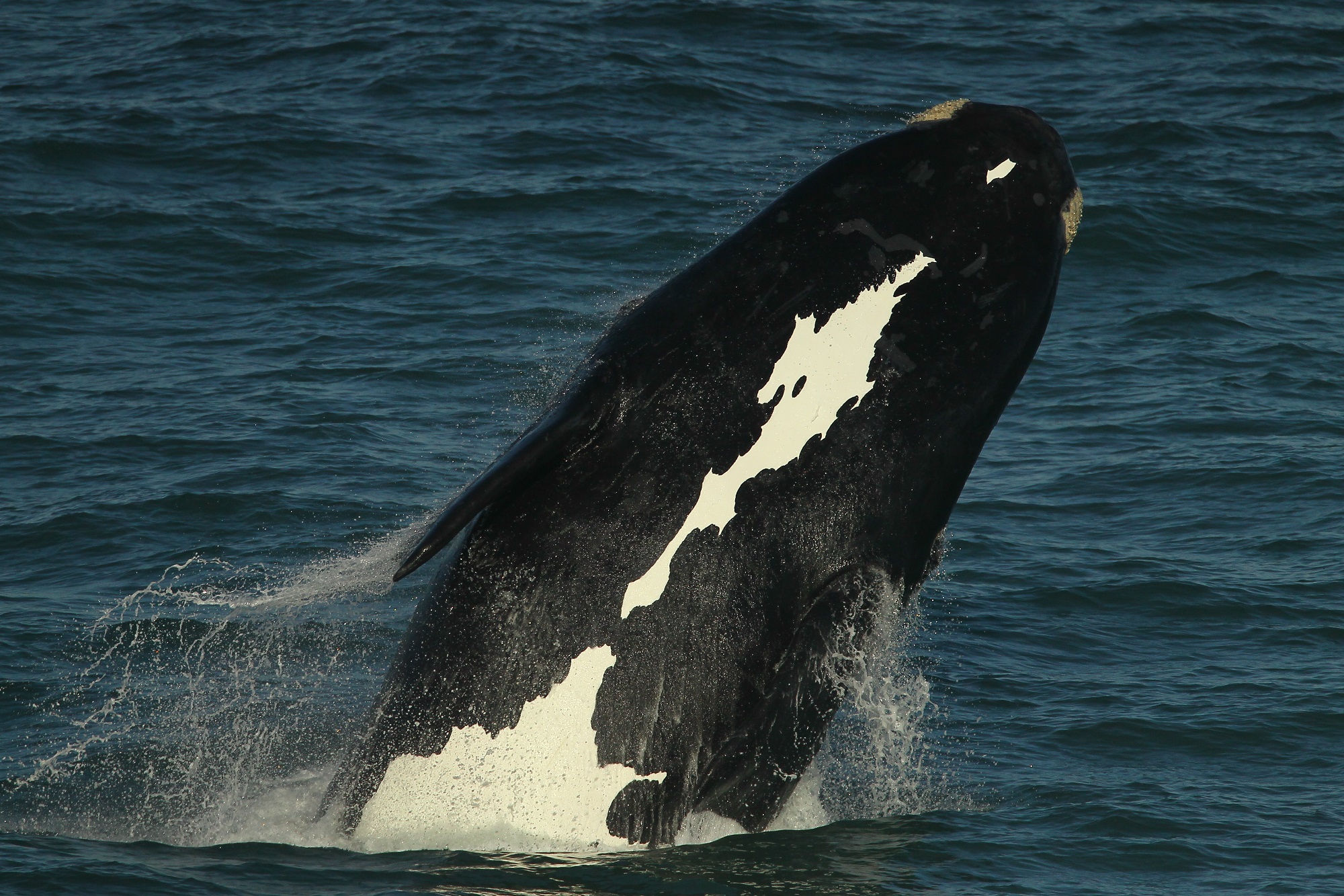 cape town whale watching and cape point tour