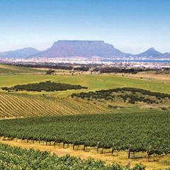 Durbanville Wine Region