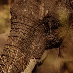 Kruger Park Private Game Reserve 3 Days Safari