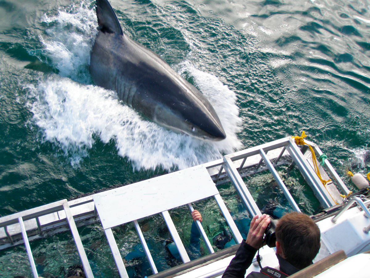 gansbaai shark tours