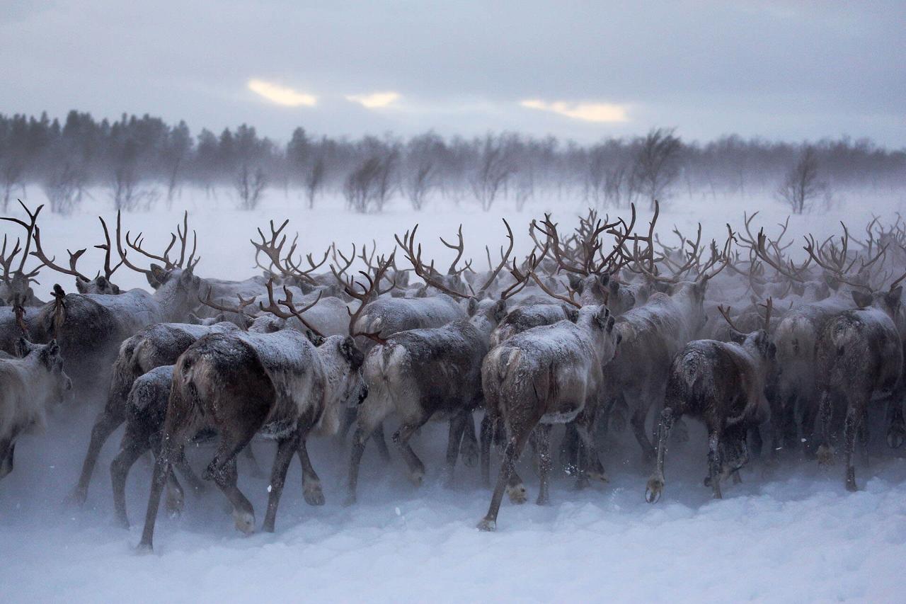  Arctic Trekking to a Remote Sami Village