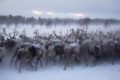  Arctic Trekking to a Remote Sami Village