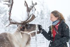 Last minute Visit the Sami & Reindeer in Jukkasjärvi