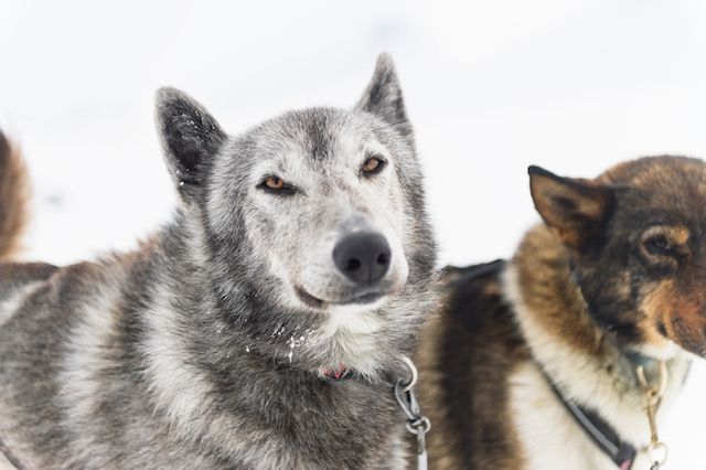 Arctic Dogsledding Adventure in Kiruna