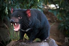 Private South East Food and Scenic Tour including Tasmanian Devils  Day Tour from Hobart 2  - 6 Passengers. Entry Fees Included