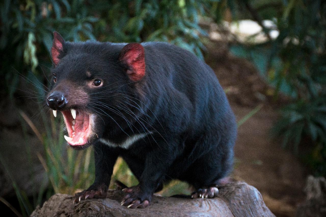 Private Bonorong Wildlife Sanctuary, Richmond Day Tour from Hobart 2 - 6 Passengers. Entry Fees Included