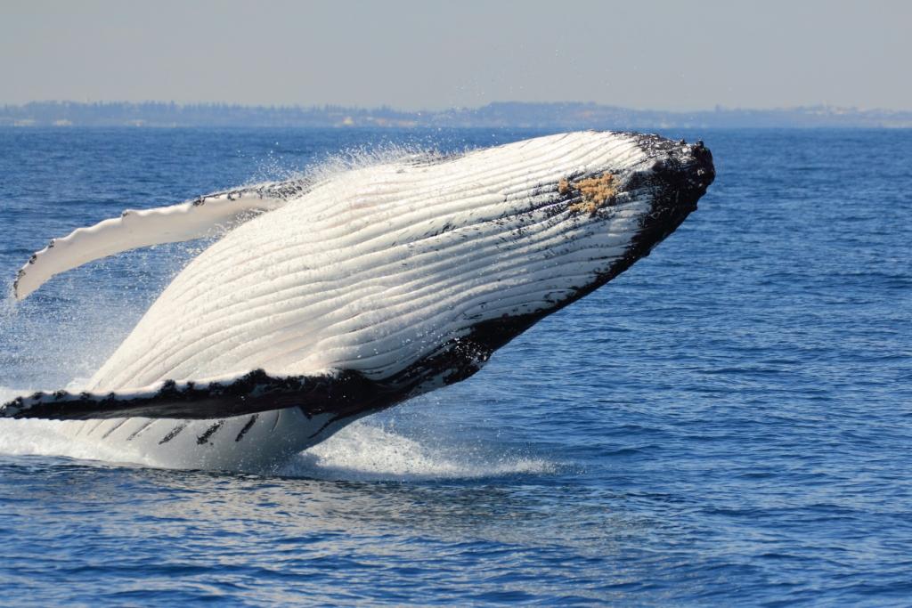 Whale Watching Cruise Midweek (Morning)