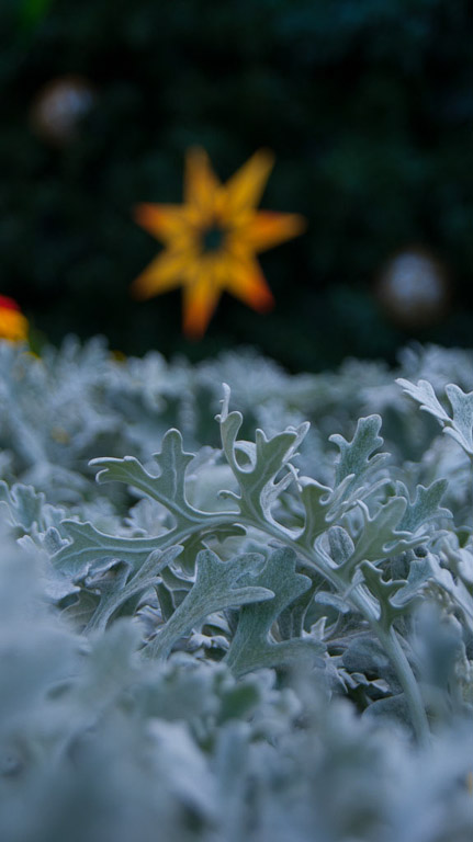 Digital Photography Course - 8 week - West Pymble