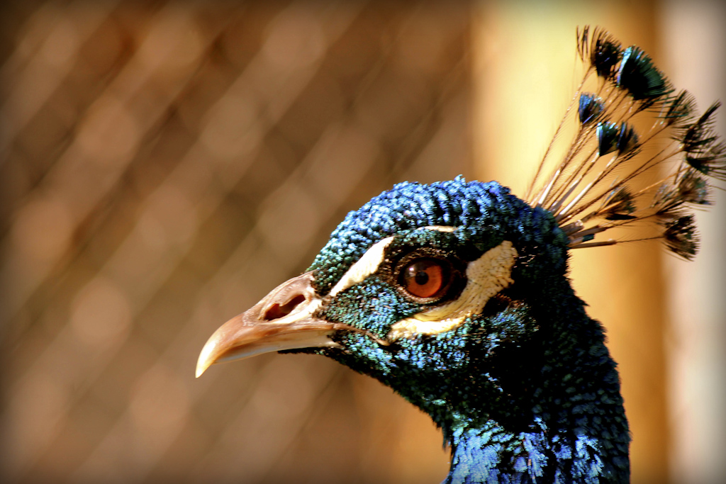 Digital Photography Course - 8 week - West Pymble
