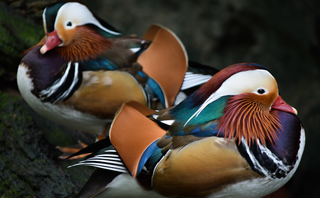Digital Photography Course - 8 week - West Pymble