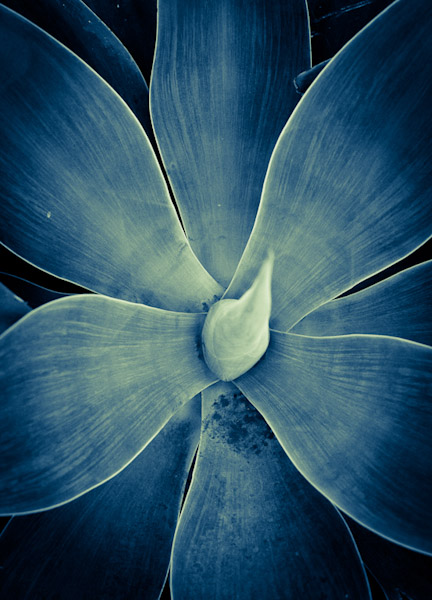 Digital Photography Course - 8 week - Alexandria