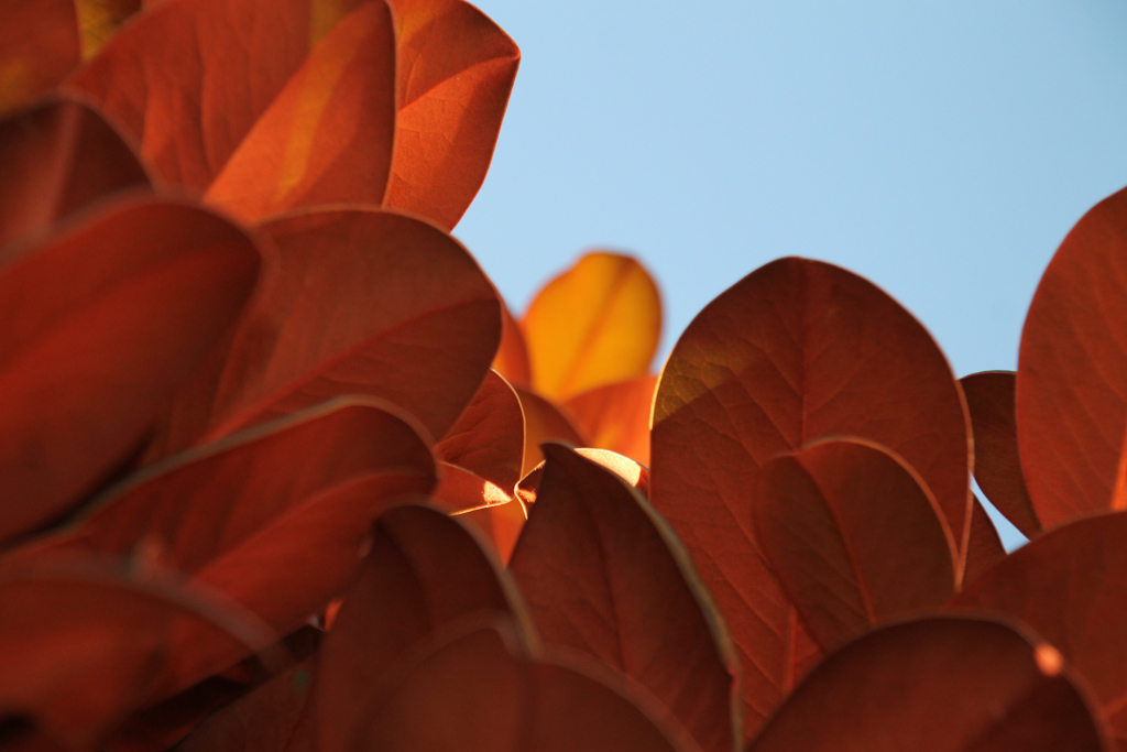 Digital Photography Course - 8 week - West Pymble