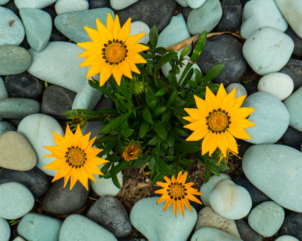 Digital Photography Course - 8 week - West Pymble