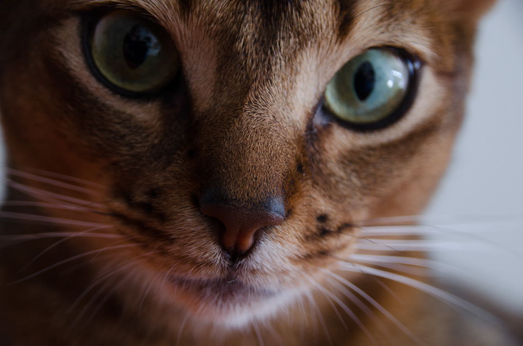 Digital Photography Course - 8 week - West Pymble